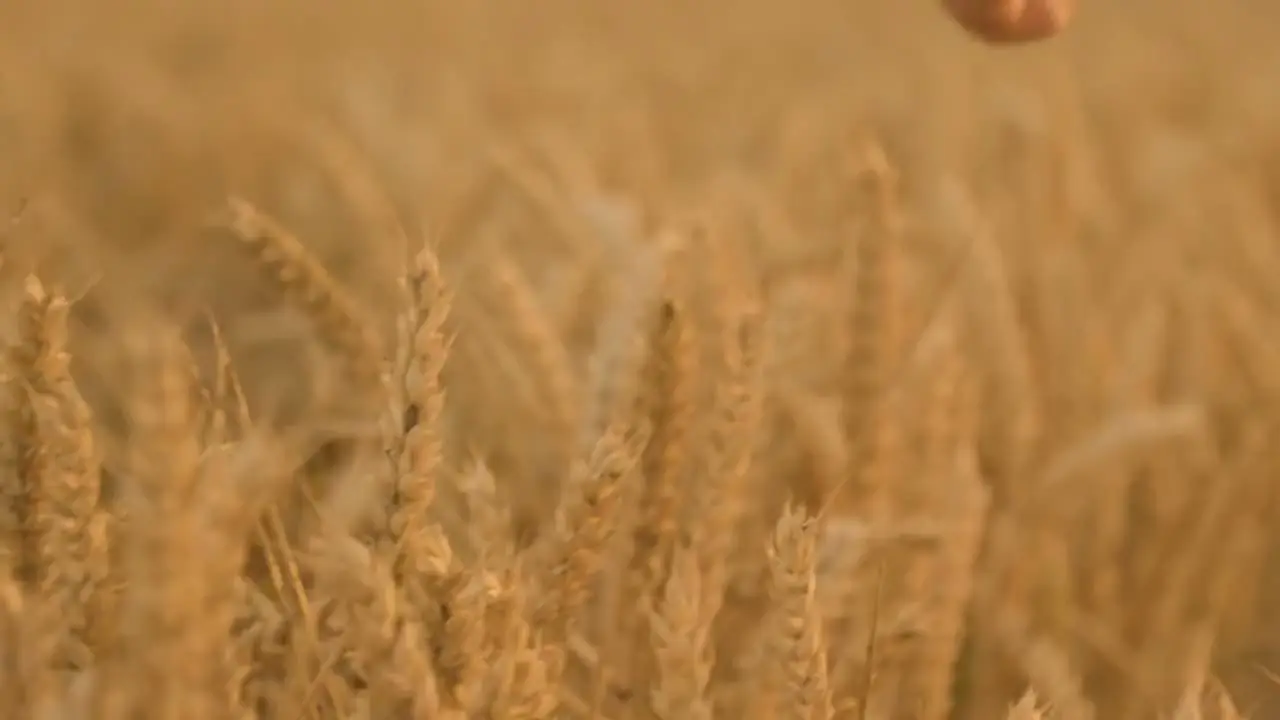 First Last Film, The Harvest, trailer. The sixteen second trailer for The Harvest.