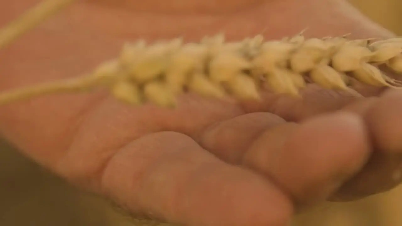 First Last Film, The Harvest. A short film from Andrew's own poem about a lone head of wheat, shot in rural Suffolk. Recognised by the New York International Film Awards.